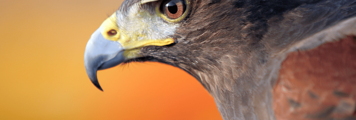 دورة عيون الصقر: التخطيط الاستراتيجي بعيد المدى